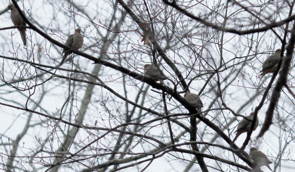 Mourning Dove - ML307526491