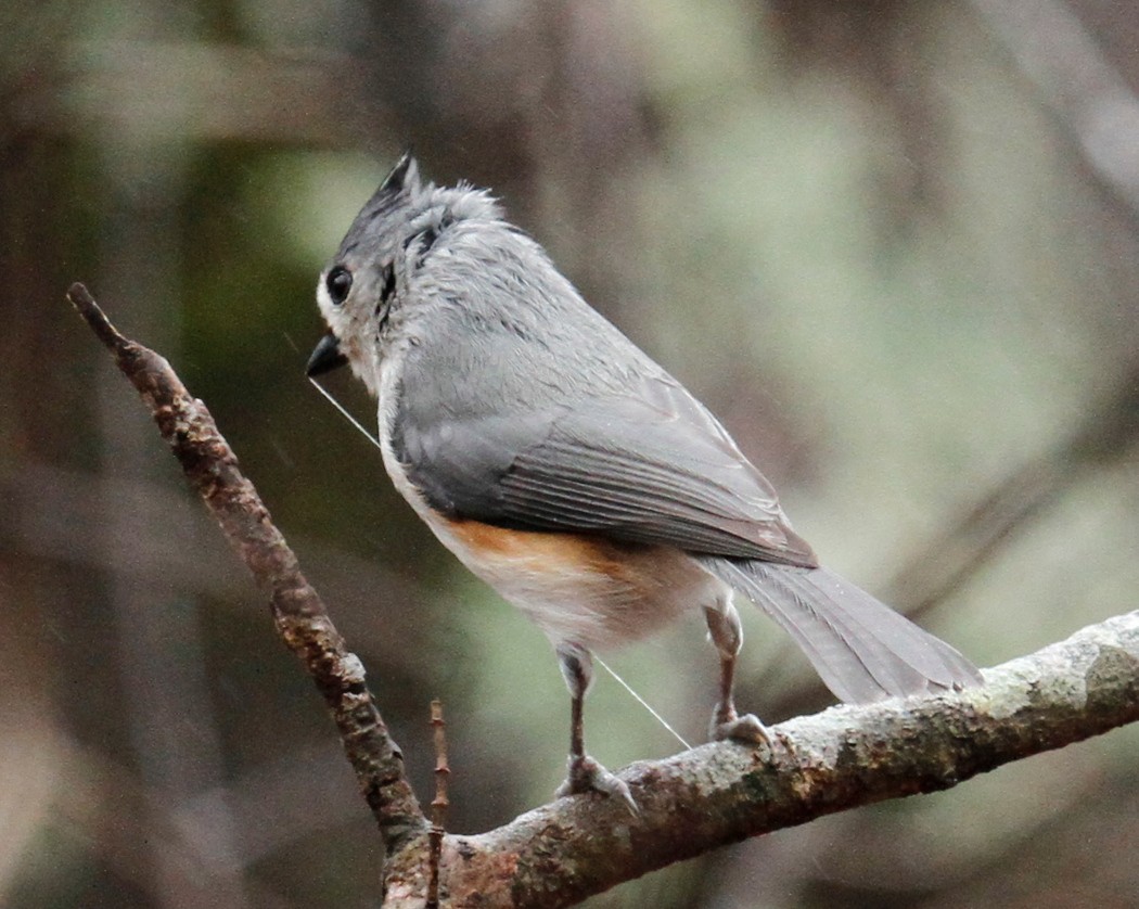 Tufted Titmouse - ML307526581