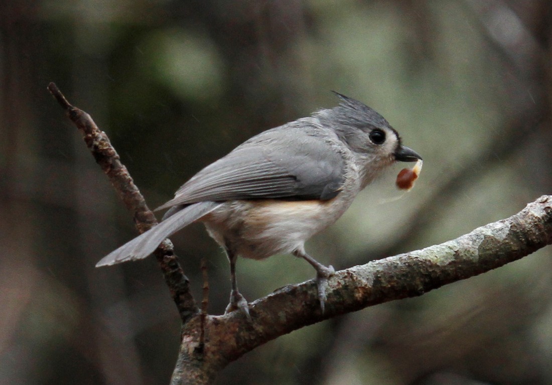 Tufted Titmouse - ML307526591