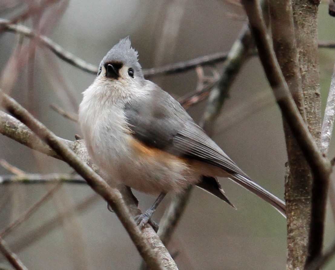 Tufted Titmouse - ML307526611