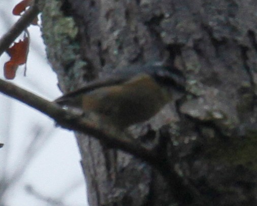 Red-breasted Nuthatch - ML307526891