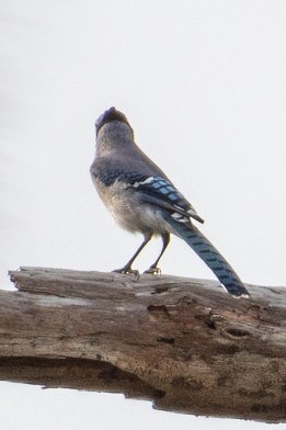 Chara Azul - ML307526971