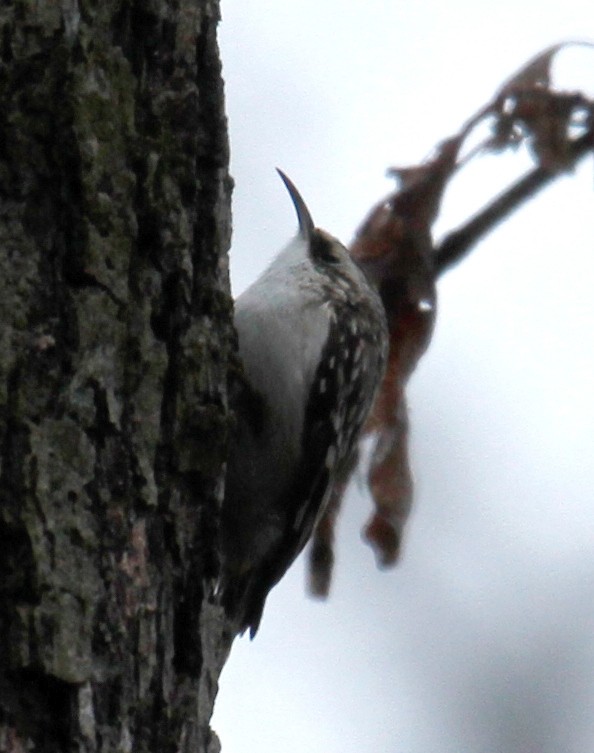 Brown Creeper - ML307526991