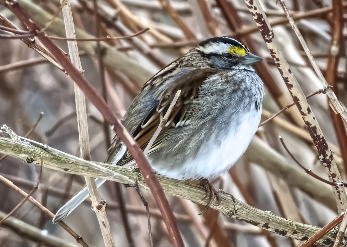 White-throated Sparrow - ML307528181