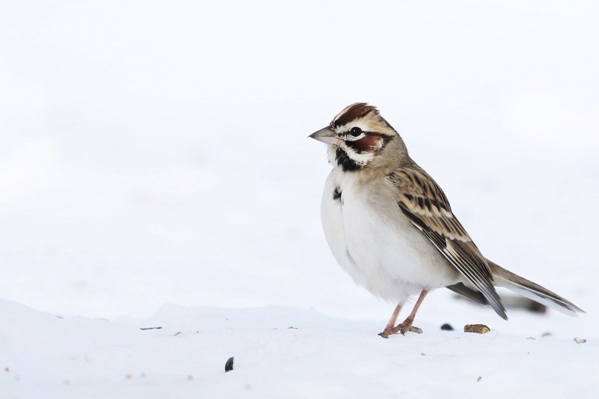 Lark Sparrow - ML307529251