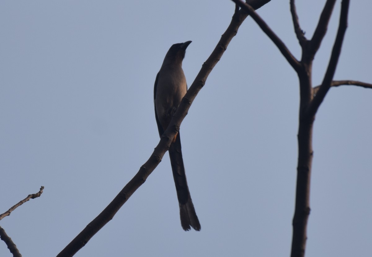 Gray Treepie - ML307530191