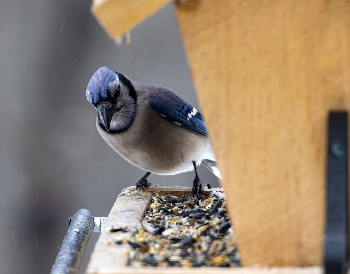 Blue Jay - ML307530641