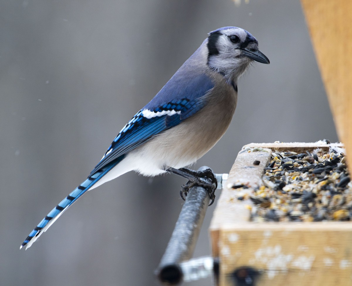 Blue Jay - ML307530681