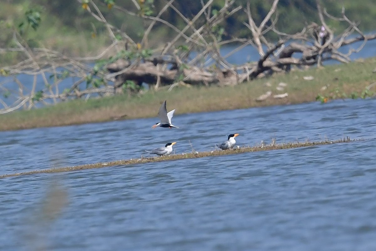 Black-bellied Tern - ML307530961