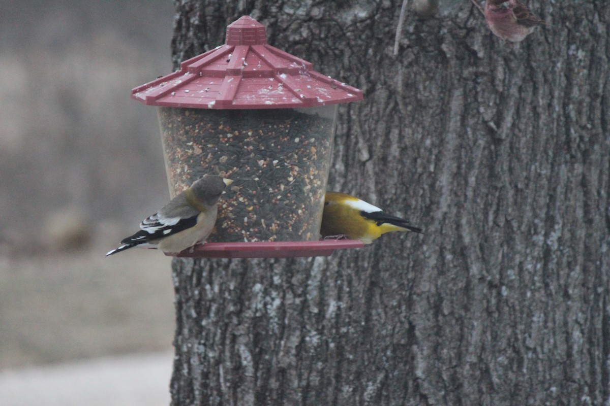 Evening Grosbeak - Scott Gilbert