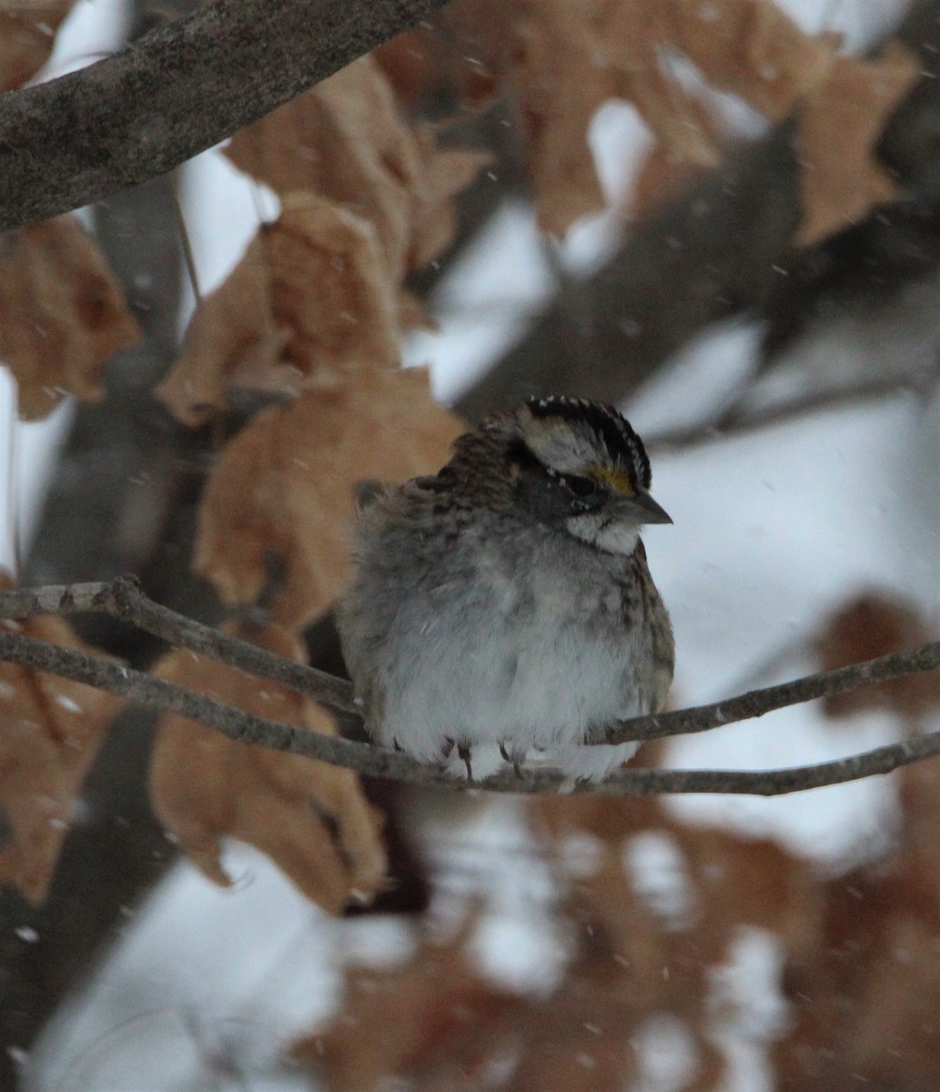White-throated Sparrow - ML307531811