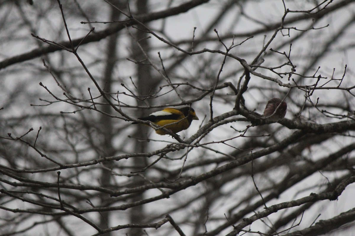 Evening Grosbeak - Scott Gilbert