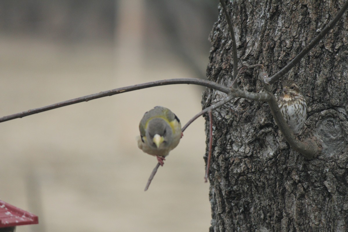 Evening Grosbeak - Scott Gilbert