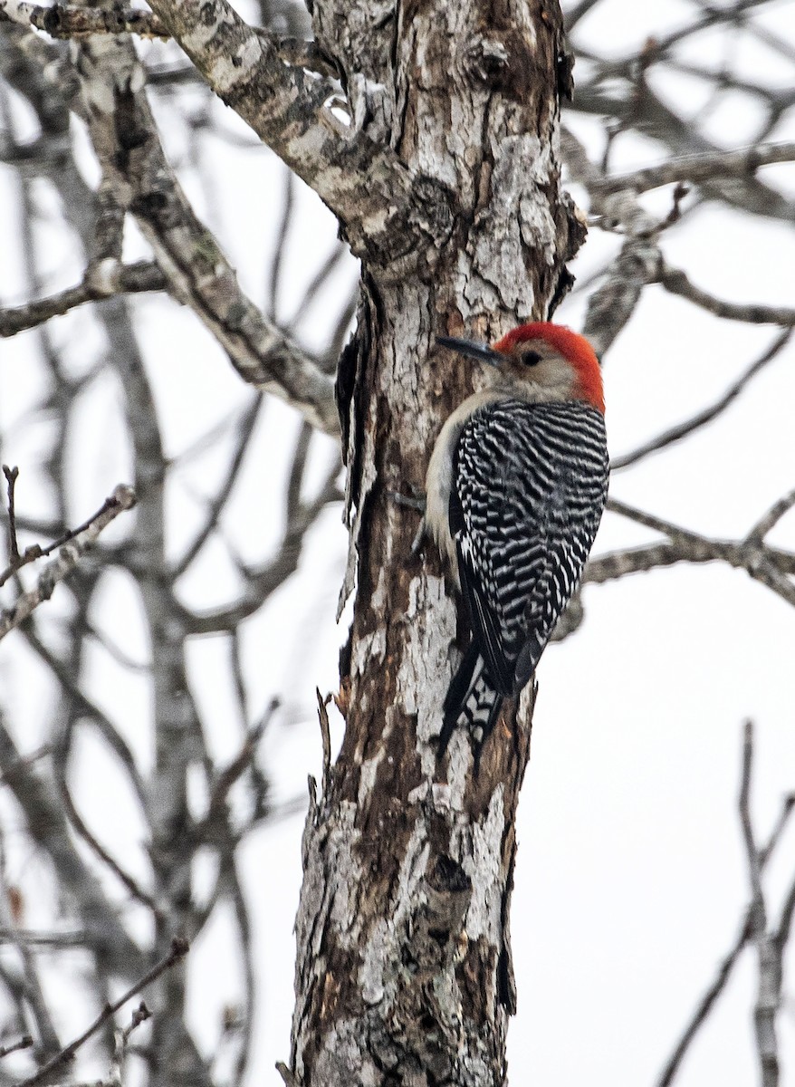 Red-bellied Woodpecker - ML307535851