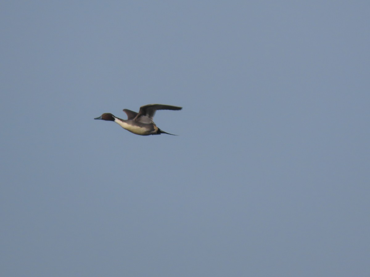 Northern Pintail - Zoe Leclerc