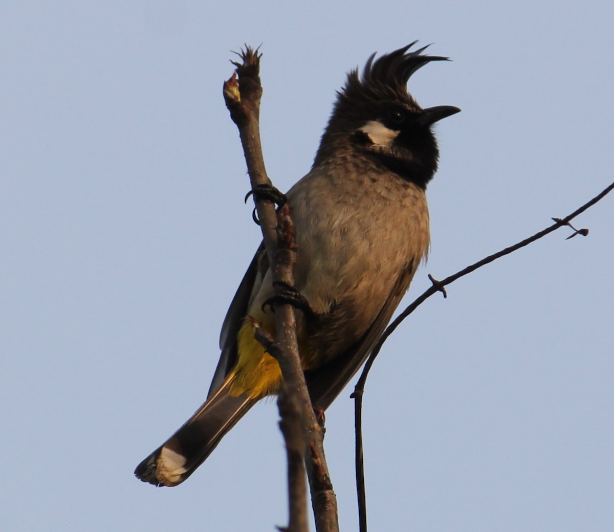 Himalayan Bulbul - ML307538271