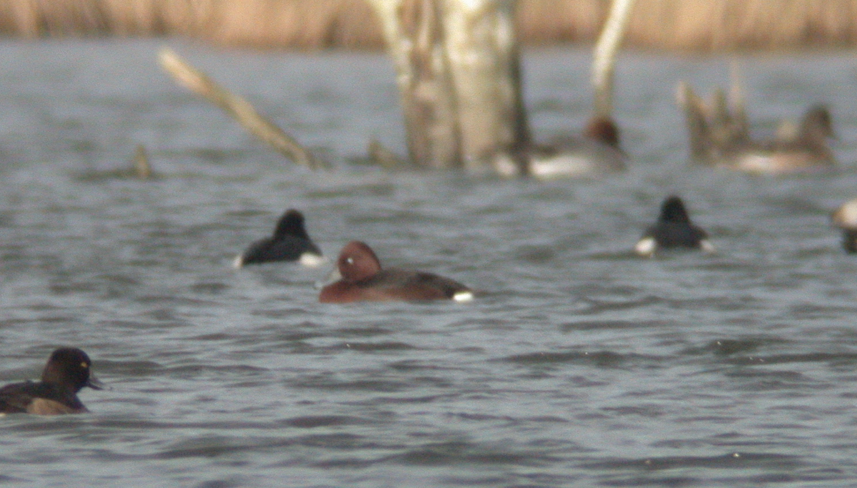 Ferruginous Duck - Ben Sheldon