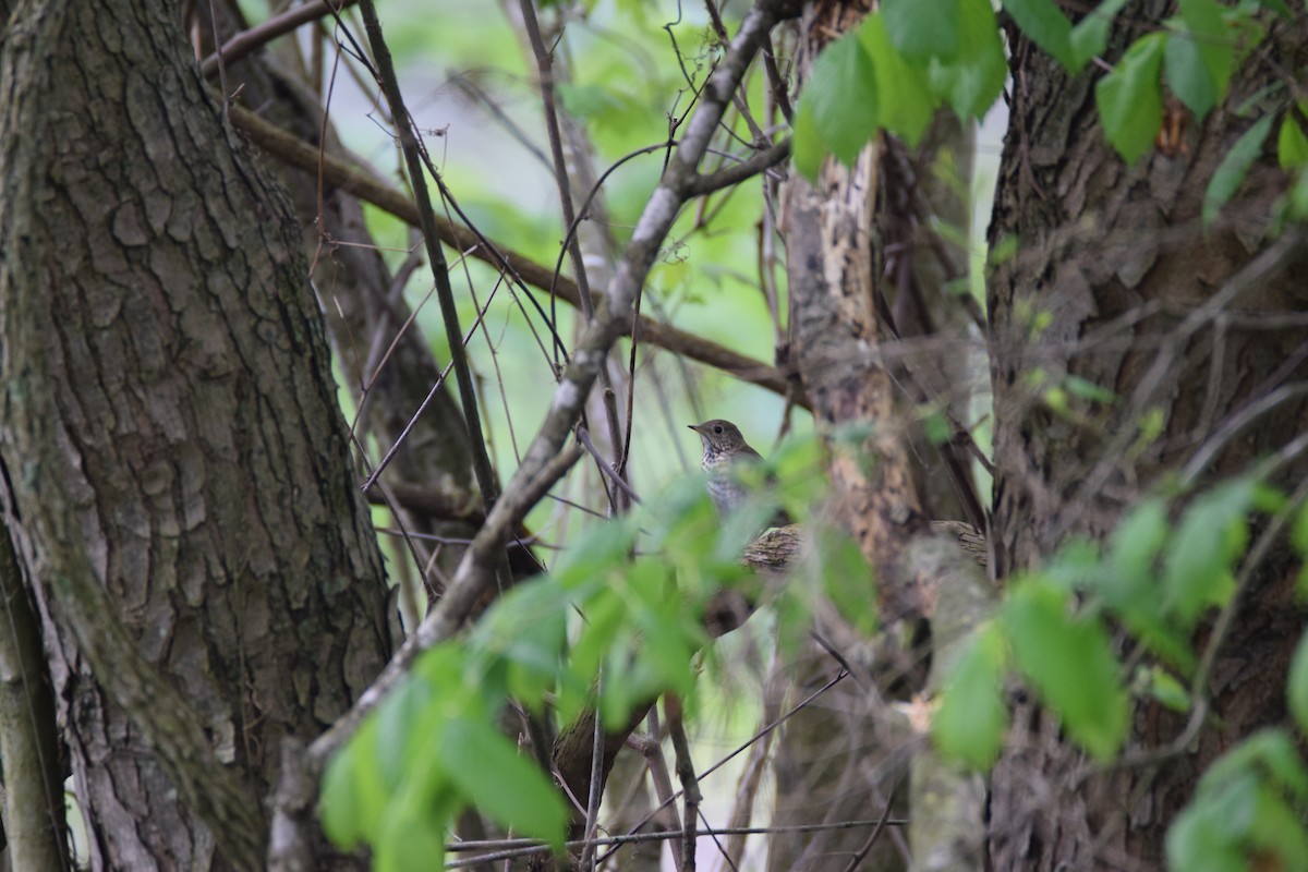 Gray-cheeked Thrush - ML307539041