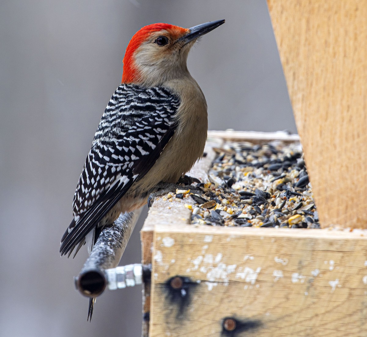 Red-bellied Woodpecker - ML307539721