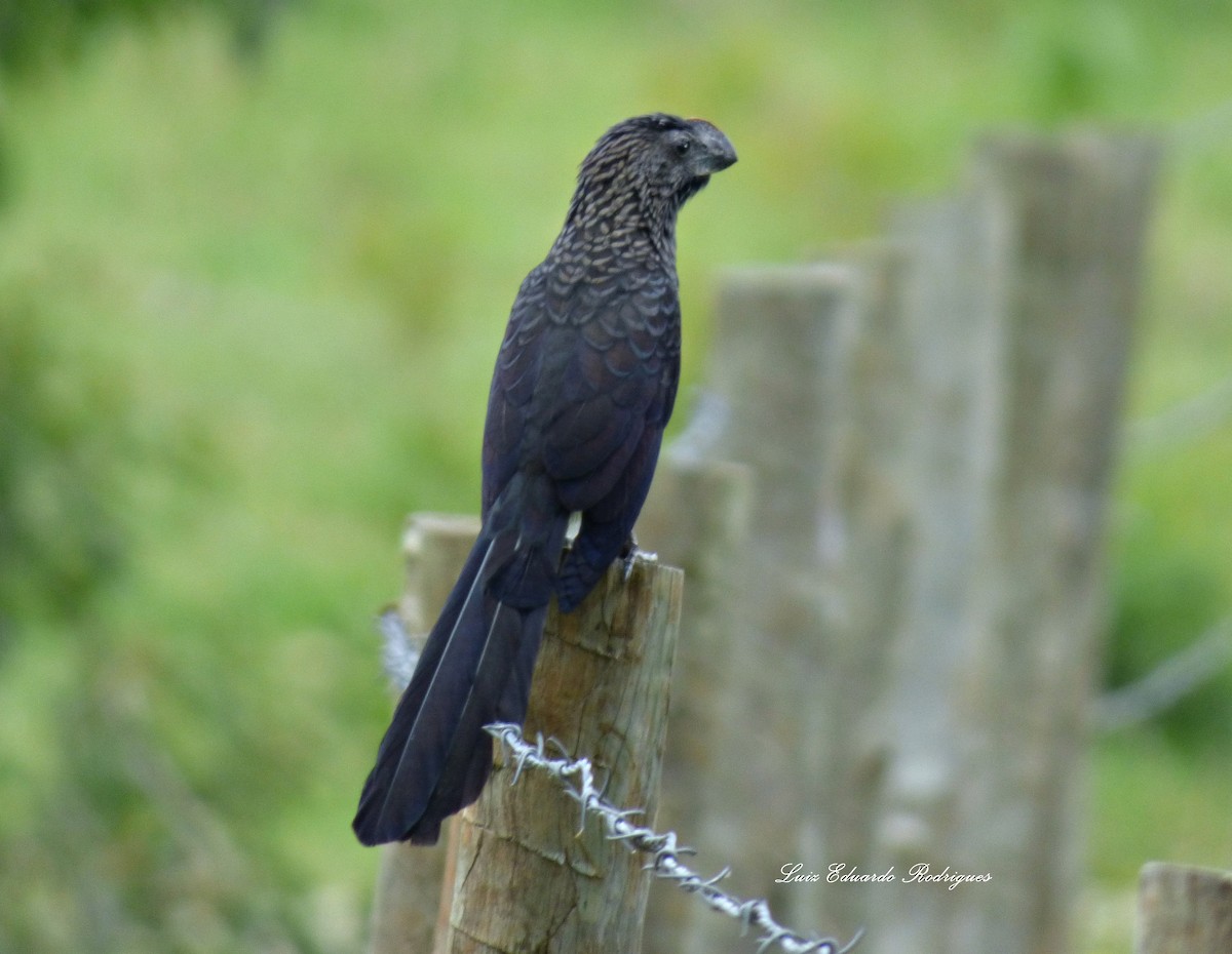 Smooth-billed Ani - ML307539941