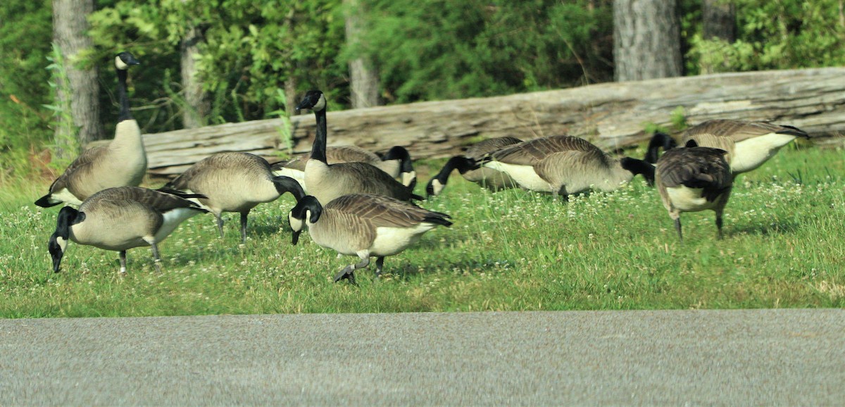 Canada Goose - ML307542251