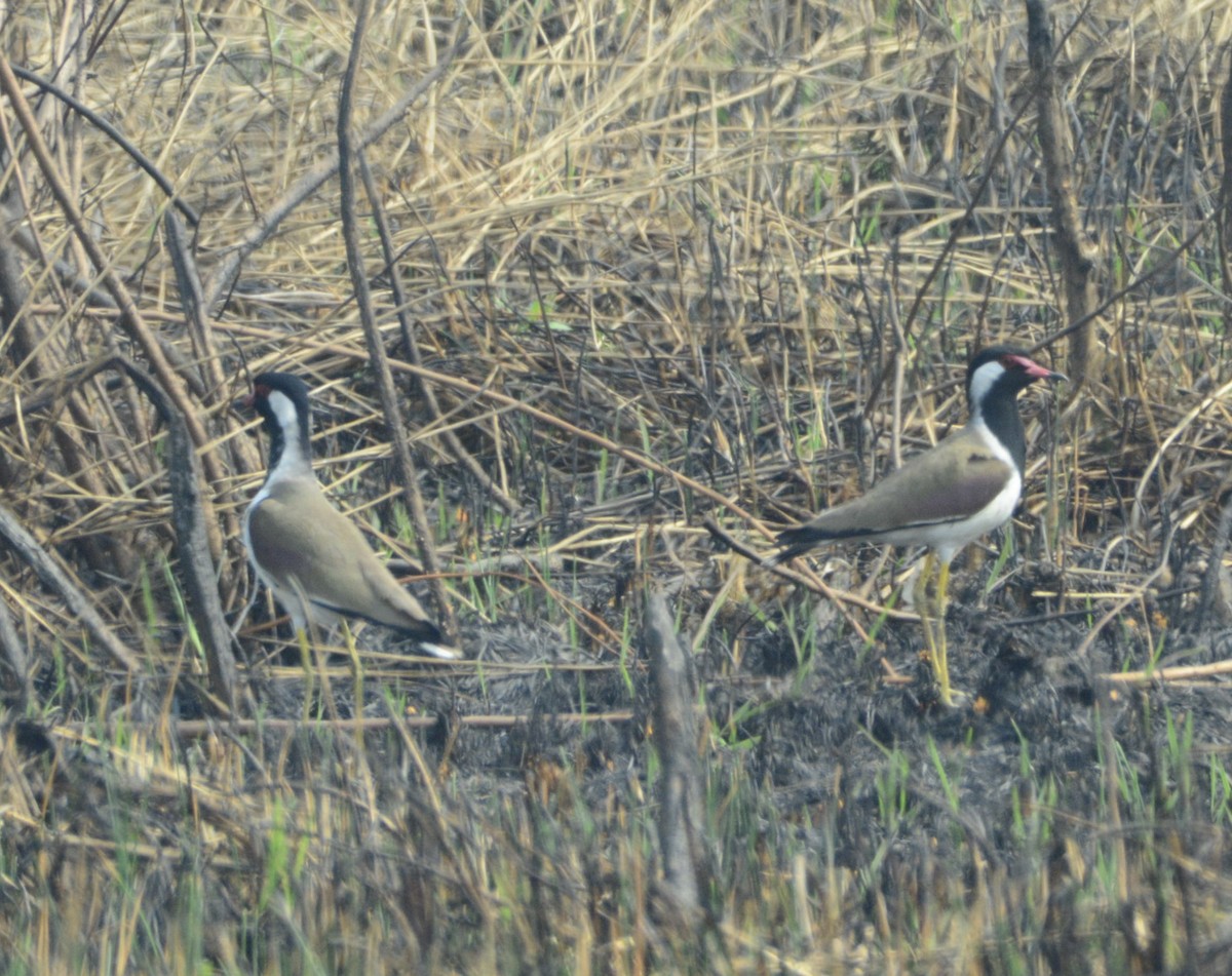 Red-wattled Lapwing - ML307542591