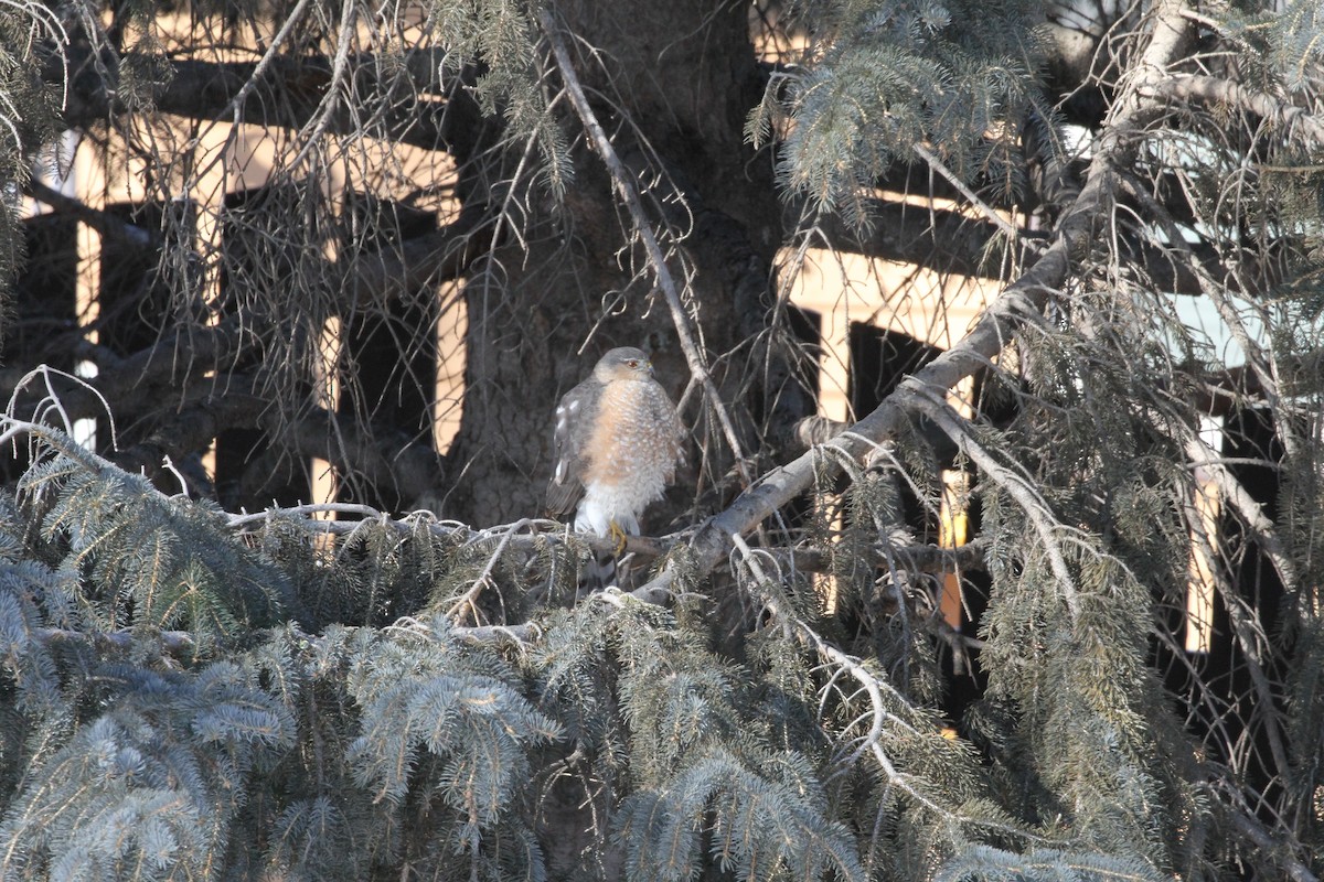 Sharp-shinned Hawk - Mike Rabenberg