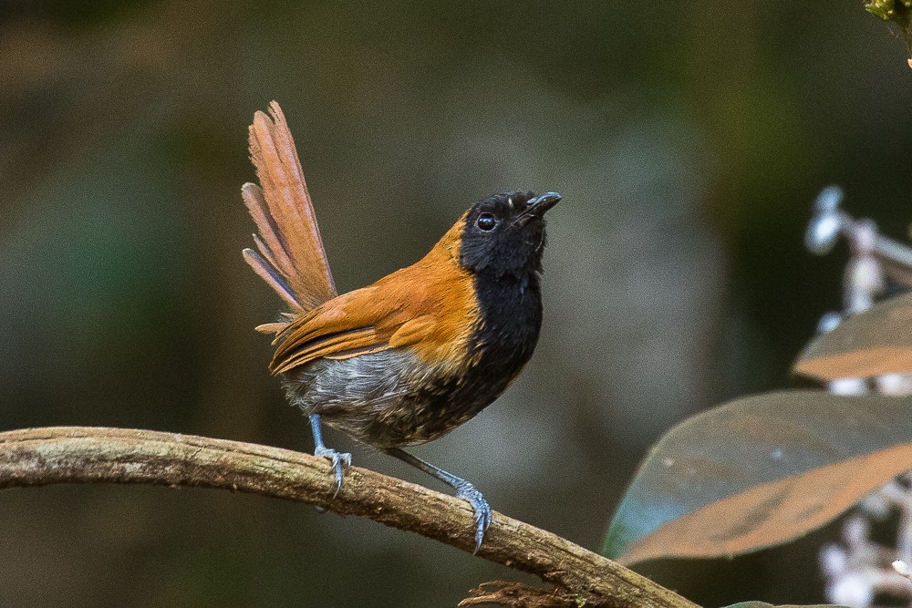 Black-faced Rufous-Warbler - Francesco Veronesi