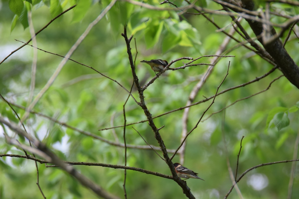 Bay-breasted Warbler - ML307546191