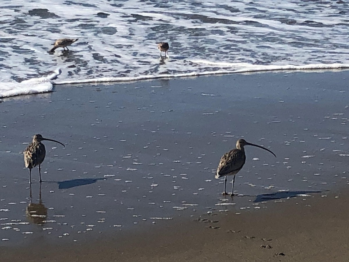 Long-billed Curlew - ML307546301