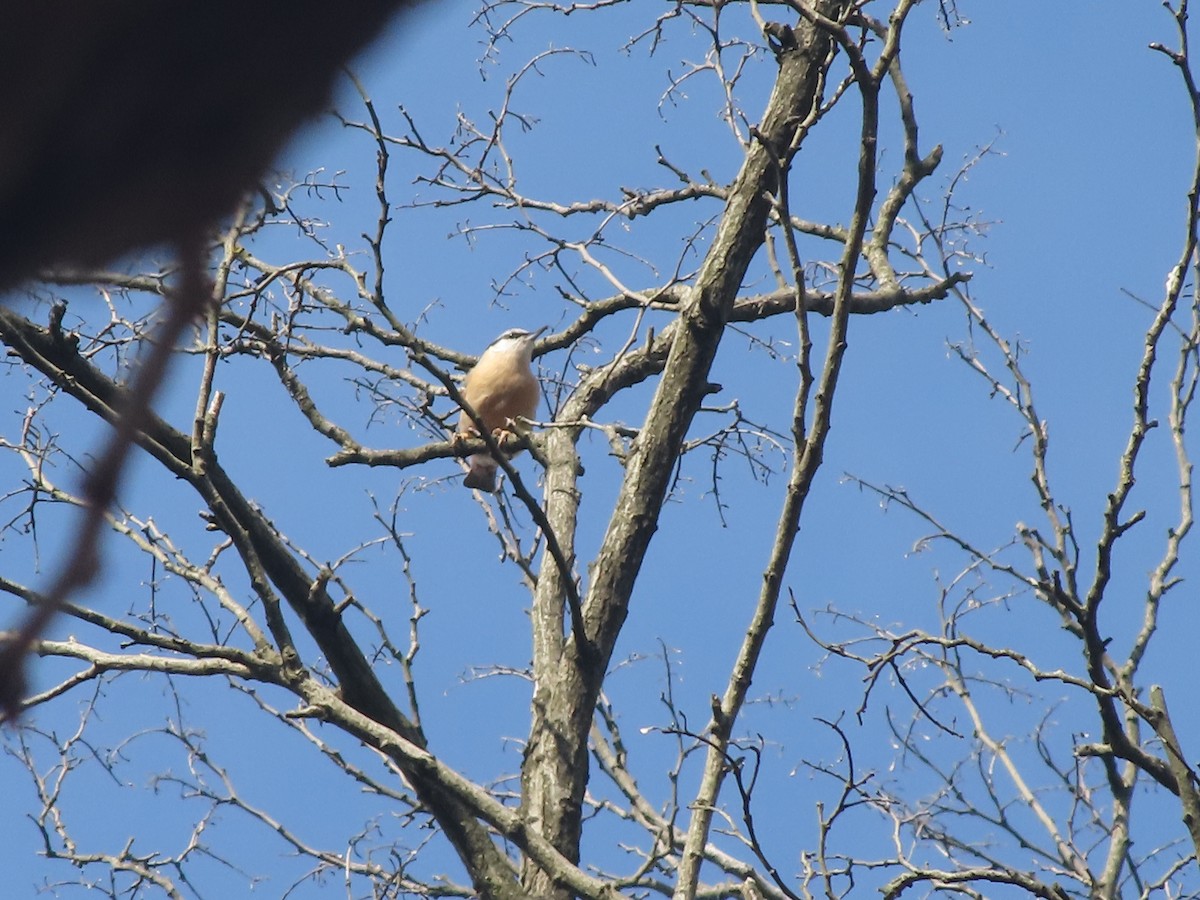ゴジュウカラ - ML307547571