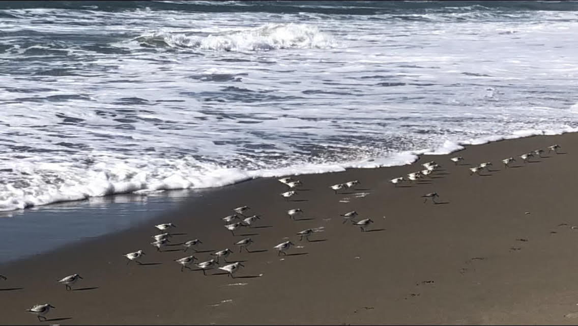 Bécasseau sanderling - ML307548081