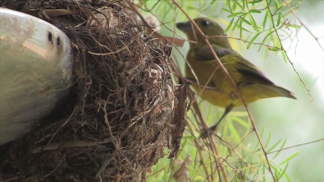 Violaceous Euphonia - ML307551721