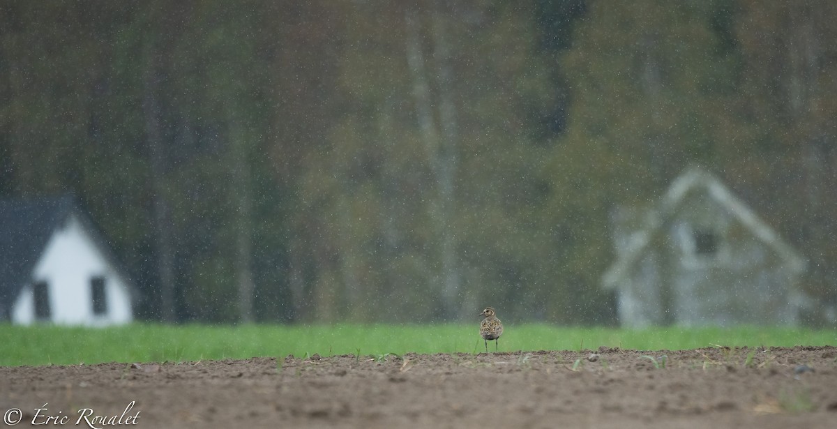 European Golden-Plover - ML307552001