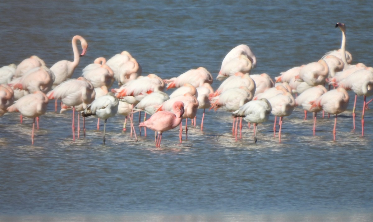 Lesser Flamingo - Carles Carboneras