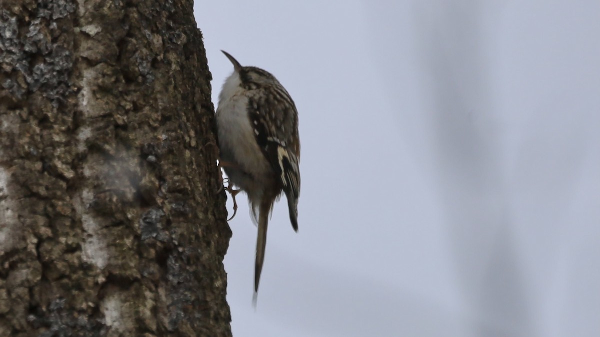 Brown Creeper - ML307552911