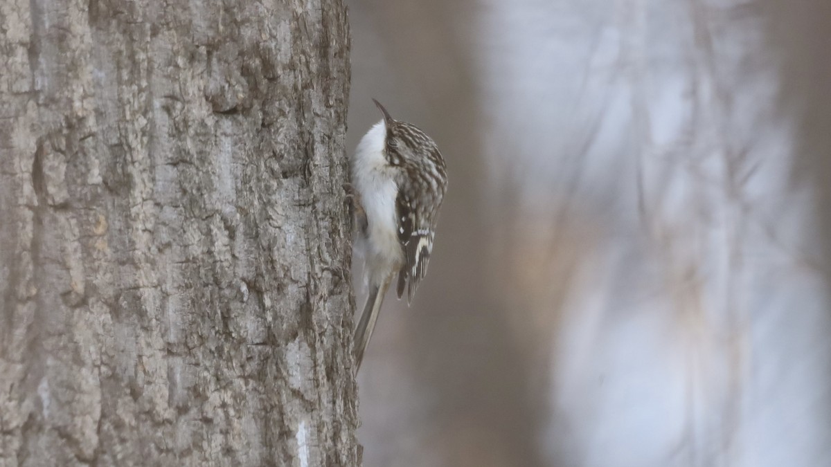 Brown Creeper - ML307552951