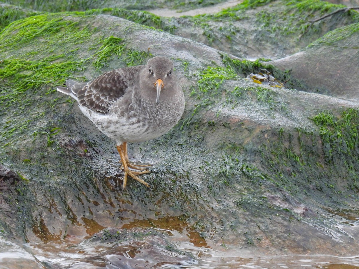 Purple Sandpiper - Colin Leslie