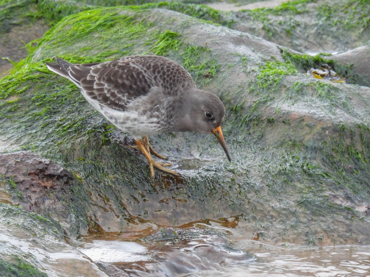 Purple Sandpiper - ML307553721