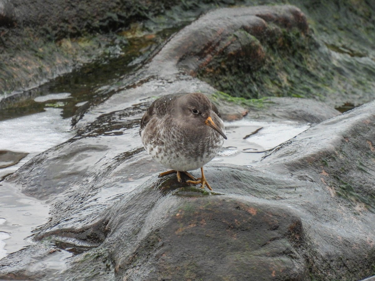 Purple Sandpiper - Colin Leslie