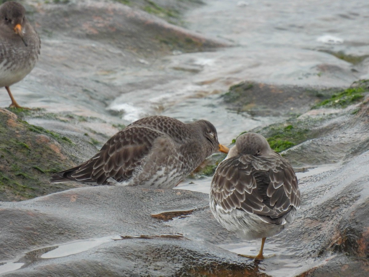 Purple Sandpiper - ML307553771