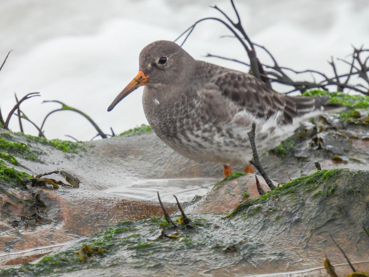 Purple Sandpiper - Colin Leslie