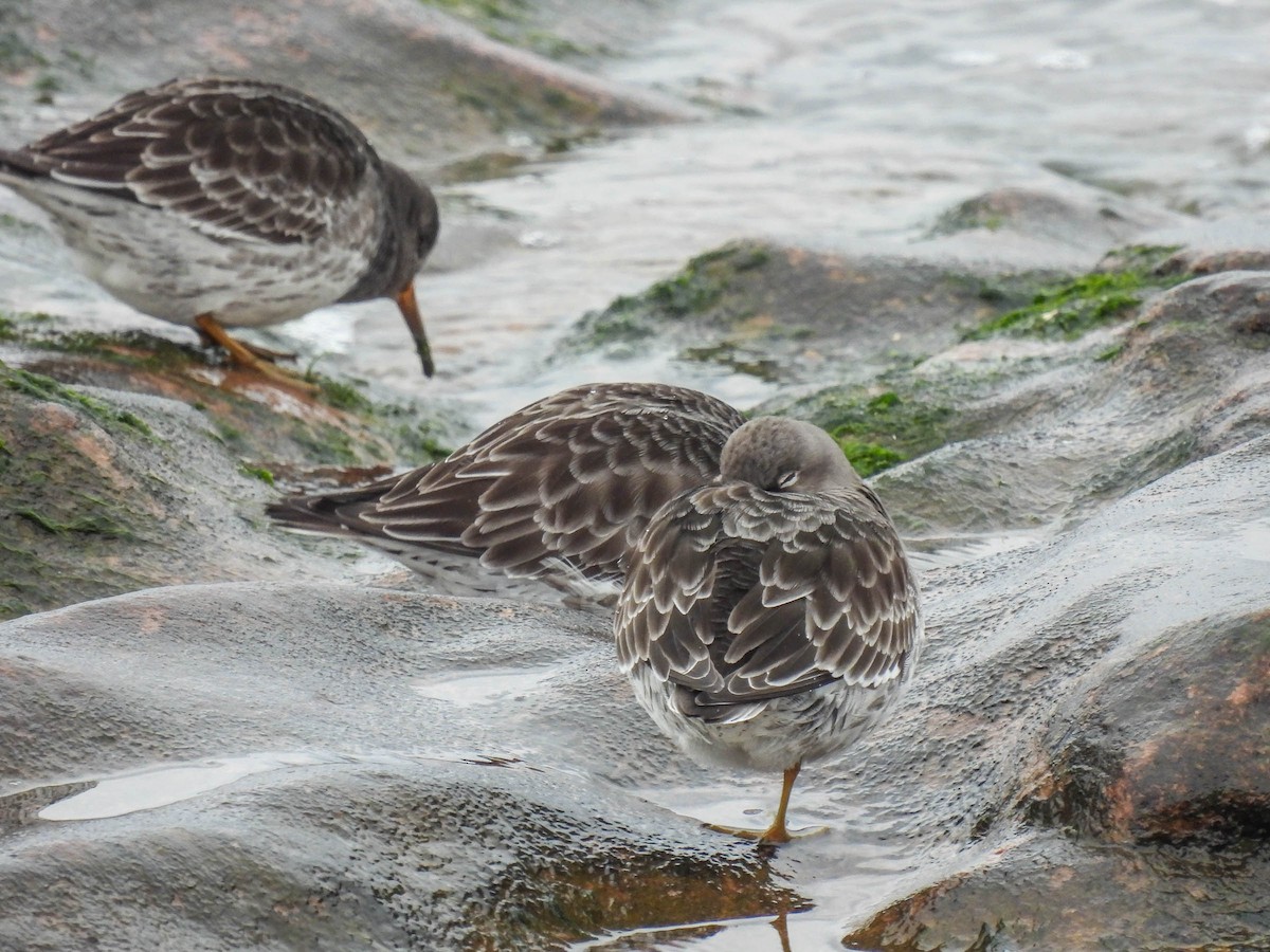 Purple Sandpiper - ML307553791