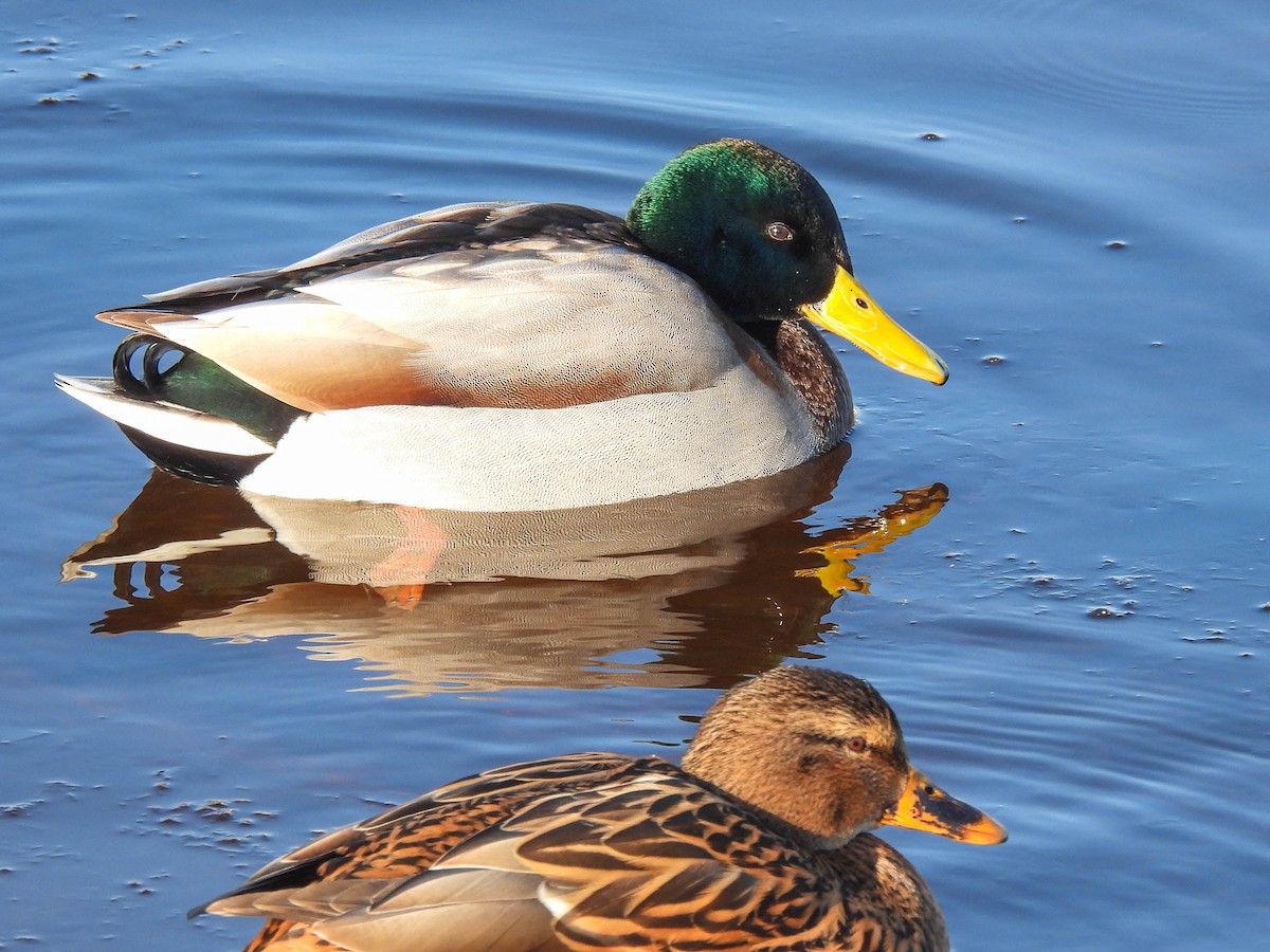 Mallard - Colin Leslie