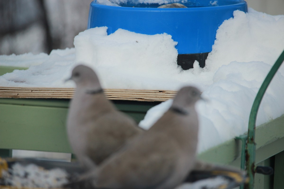 Eurasian Collared-Dove - ML307556091