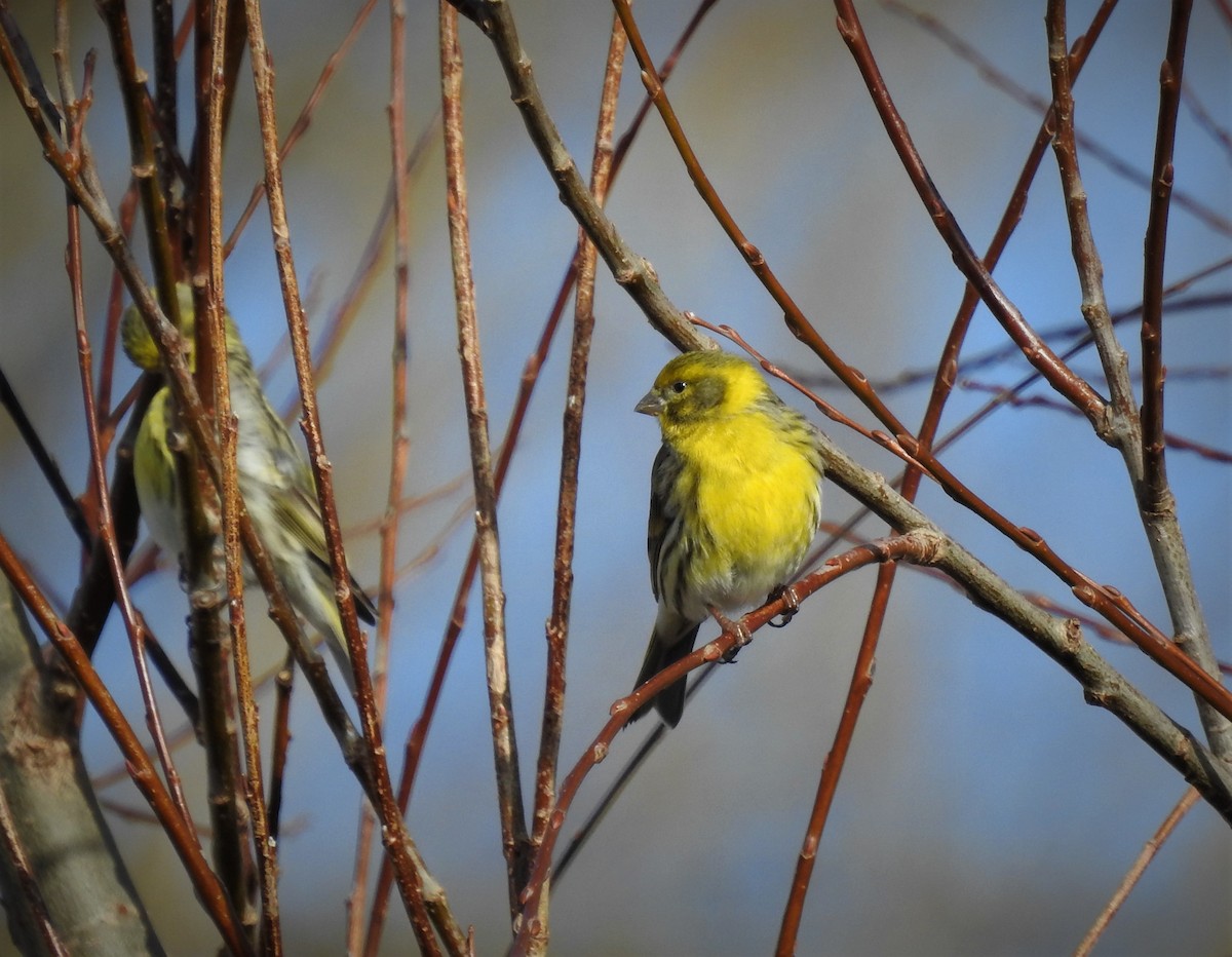 European Serin - Miguel A.  Pinto Cebrián