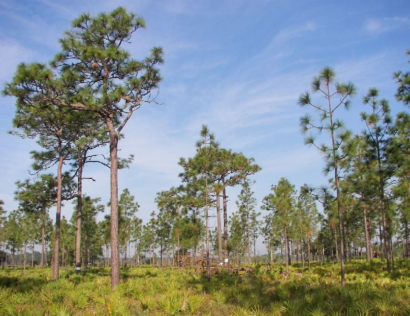 Red-cockaded Woodpecker - Bill Pranty