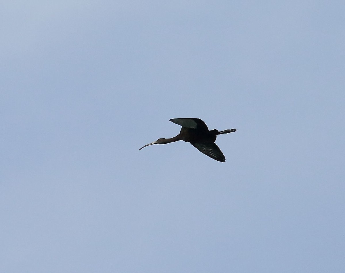 ibis hnědý - ML30756071