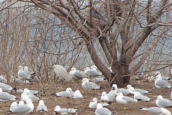 Snowy Egret - ML30756091