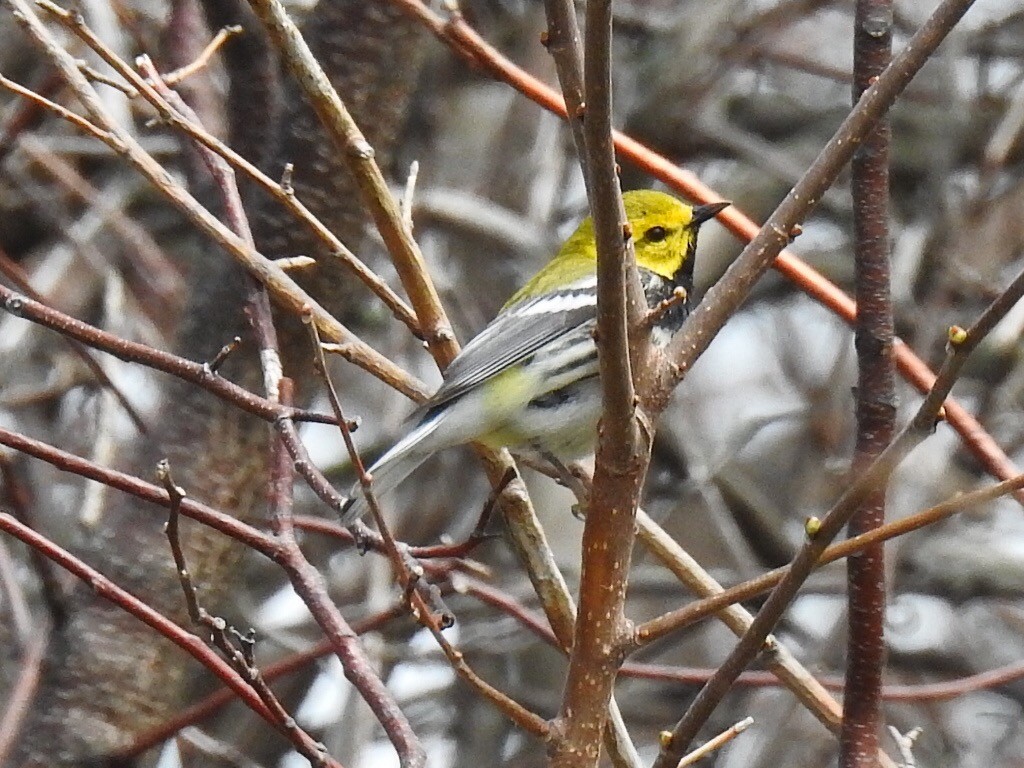 Black-throated Green Warbler - ML30756251